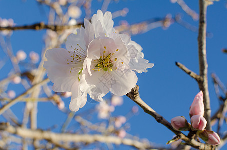 白杏花季节性植物群季节分支机构花瓣白色图片