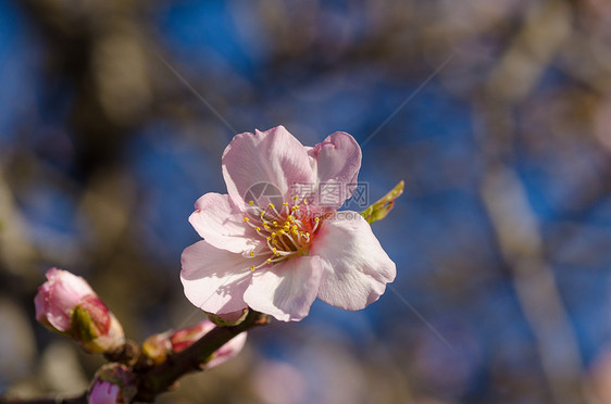 粉杏花花瓣季节性分支机构季节植物群粉色图片