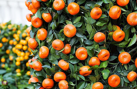 中国新年的柑橘水果盆栽运气月球植物灌封绿色橙子叶子食物图片