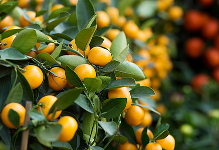 月球新年的丹吉林植物运气水果橙子叶子农业绿色图片