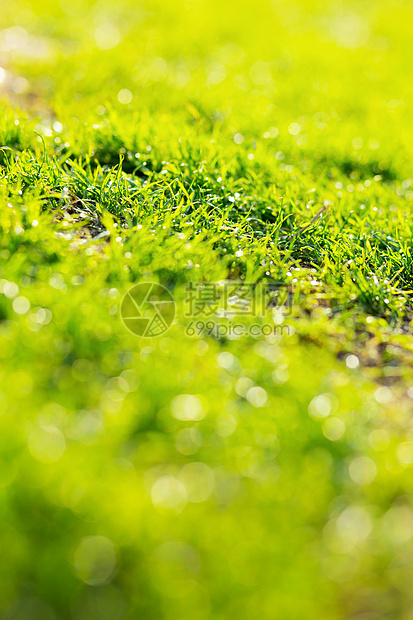 绿绿草场地院子绿色草地植物园艺地面活力土地足球图片