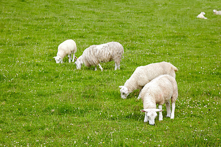 草地上的绵羊母亲羊肉婴儿牧场哺乳动物农场家畜母羊动物少年图片
