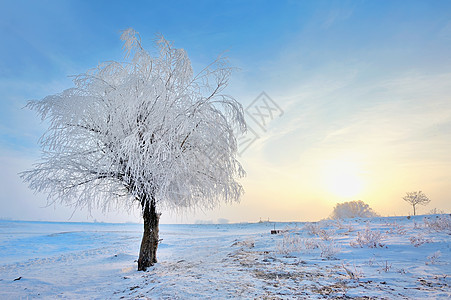 冬季田地上冷冻的树森林季节太阳场地天气天空地平线场景冻结暴风雪图片