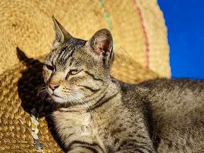 猫在太阳中烘烤健忘猎人条纹哺乳动物猫科虎斑蓝色说谎成人食肉图片