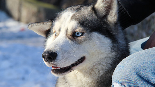 西比亚哈斯基家畜犬类眼睛宠物外套毛皮鼻子动物小狗蓝色图片