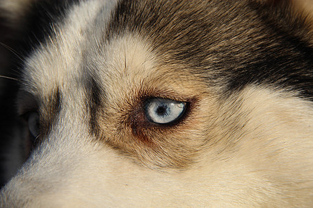西比亚哈斯基犬类哺乳动物小狗眼睛毛皮动物朋友鼻子外套家畜图片