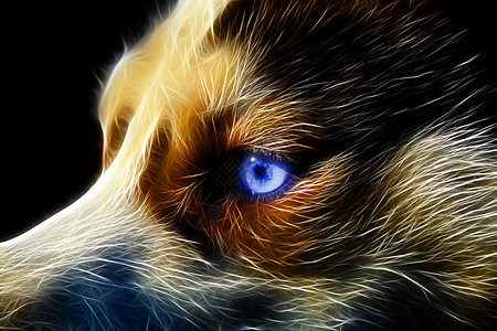 狗形象西比亚哈斯基蓝色家畜小狗哺乳动物宠物鼻子朋友外套工作室毛皮背景