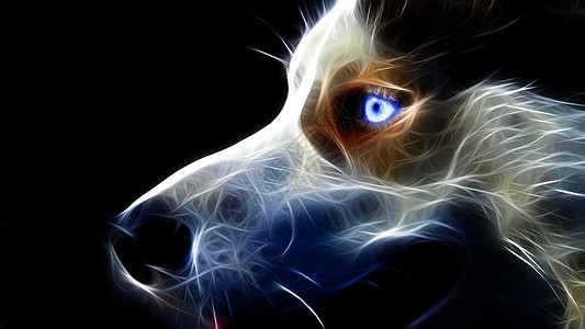 西比亚哈斯基宠物蓝色眼睛家畜朋友工作室小狗鼻子动物外套图片