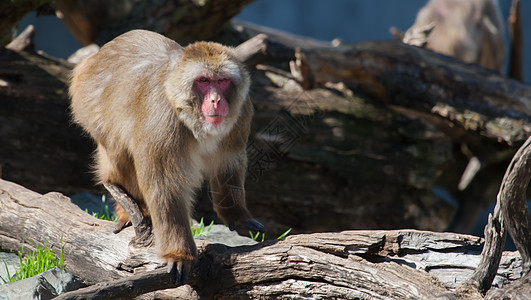 马卡克雪猴子的柔性焦点动物荒野灵长类公园猕猴毛皮动物园石头头发旅游图片