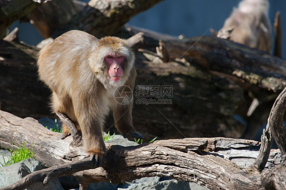 马卡克雪猴子的柔性焦点野生动物毛皮灵长类头发动物旅行荒野哺乳动物动物园石头图片