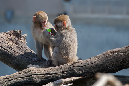 Macaque 雪 猴子在用软焦点的奶嘴玩游戏小憩野生动物动物园危险哺乳动物荒野爪子力量地形毛皮图片