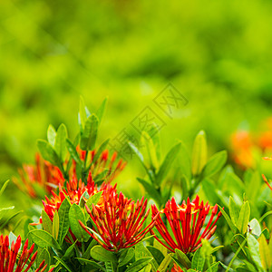 红花Ixora热带植物花园花粉植物群火焰叶子绿色灌木美丽图片