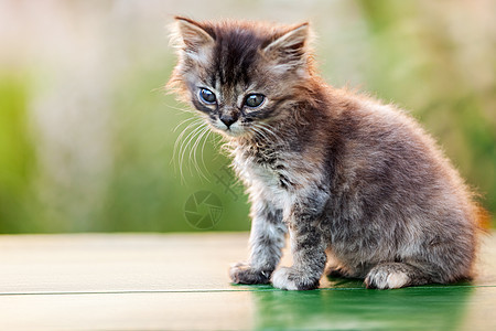 小小英国家畜野外散步的动物眼睛鼻子胡须小猫柔软度友谊虎斑猫科宠物脊椎动物图片