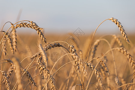 小麦或黑麦农业田间工厂天空粮食场景稻草草地蓝色生活面包大麦城市图片