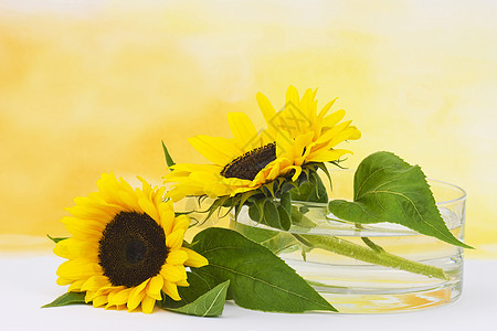 玻璃花瓶中的向日葵希连图斯花束照片女性化黄色母亲植物学白色太阳生长绿色图片