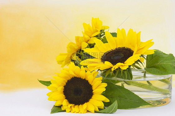 玻璃花瓶中的向日葵希连图斯绿色花束黄色花园白色母亲生长香味太阳植物图片