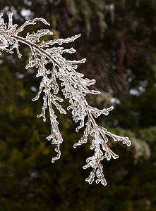 冰覆盖的树枝开始融化成冰柱枝条松树宏观水晶季节木头天气森林寒意图片