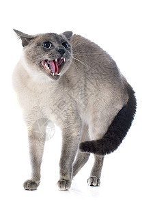 siamesa 猫工作室宠物眼睛动物灰色猫科动物蓝色愤怒图片