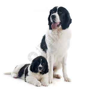陆地探险犬犬类工作室宠物成人白色地主黑色动物女性母亲图片