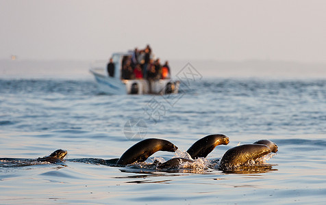 围着海豹游 跳出水面乐趣漂浮跳跃毛皮异国蓝色动物情调危险波浪图片