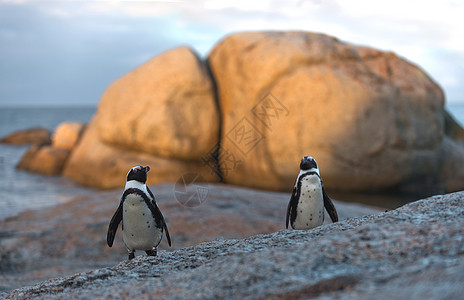 也被称为公驴企鹅和黑脚企鹅 也被称为公驴企鹅和黑脚企鹅巨石海岸濒危鲈鱼野生动物荒野日落天空羽毛动物学图片
