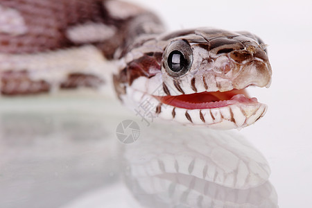 玉米蛇眼睛野生动物蛇皮爬虫滑行图片