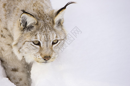 狩猎私刑野生动物树木框架危险荒野毛皮山猫边界森林动物图片