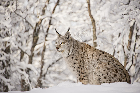 Lynx 林克荒野危险捕食者动物山猫毛皮树木野生动物边界框架图片