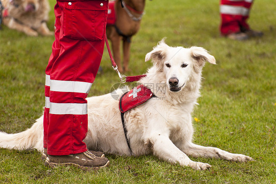 救援犬中队庇护所帮助地震赈灾动物收容所野生动物山脉运动图片