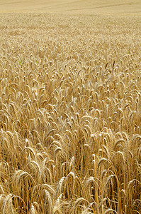 黄金谷物实地背景耳朵收成健康种子粮食稻草食物季节玉米农业图片