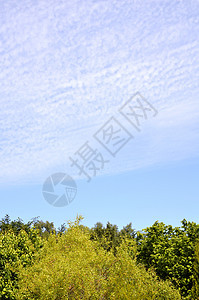 蓝色天空被绿树切成一半图片