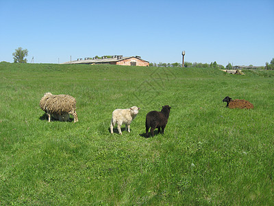 牧羊在草地上放牧哺乳动物小牛农业动物配种鼻孔母羊羊毛反刍动物农场图片