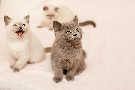 坐小猫动物头发毛皮水平食肉灰色粉色白色姿势婴儿图片