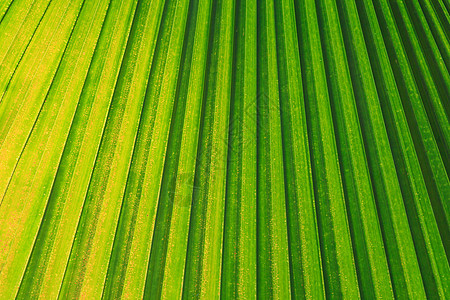 绿叶背景植物学叶绿素植物群绿色框架生态生长静脉叶子宏观图片