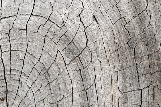 木型图案 Trunk 纹理建筑学树干木头图片