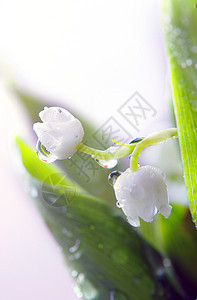 紧贴山谷的莉莉花瓣生活植物群草地场地叶子生长百合荒野季节图片