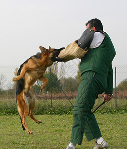 德裔牧羊人被攻击防御眼睛竞赛训练朋友宠物动物运动男人牧羊犬图片