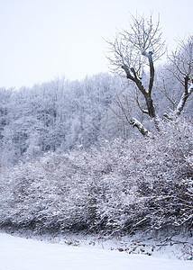 冬季风景场景天空童话天气公园木头降雪季节白色树木图片