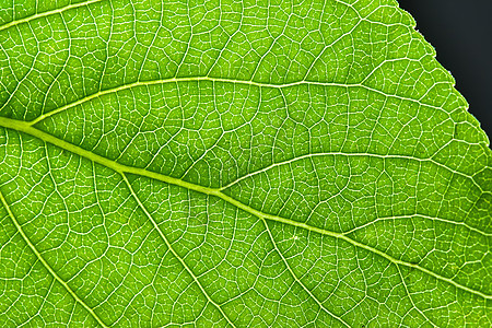 绿叶叶生长生态细胞植物环境静脉宏观活力绿色生活图片