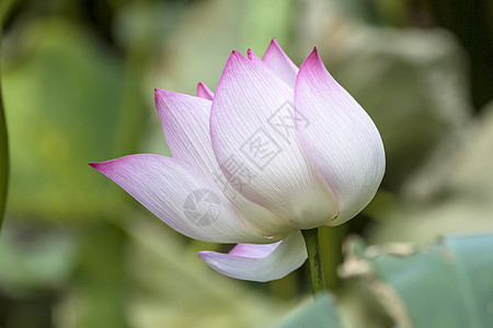 莲花花瓣池塘热带静脉花园美德植物叶子植物学旋转图片