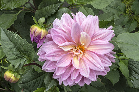 白乳液花园牡丹粉色芍药药品季节文化花艺红色植物图片