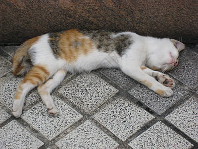 一只懒猫猫科猫咪头发小憩鼻子宠物砖块毛皮耳朵乐趣图片