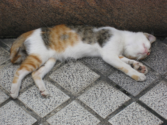 一只懒猫猫科猫咪头发小憩鼻子宠物砖块毛皮耳朵乐趣图片