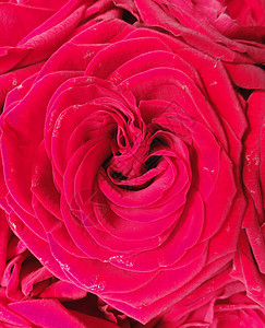 红玫瑰花红色花园花瓣植物园艺背景图片