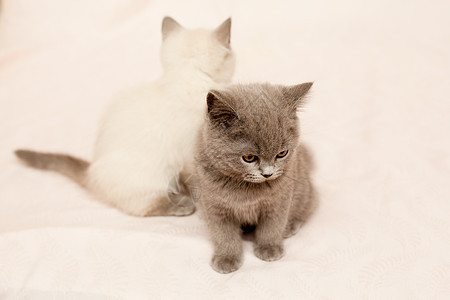 坐小猫悲哀动物头发宠物白色粉色姿势水平毛皮食肉图片