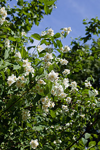 绿叶和白花阳光公园植物群黄色茉莉花季节衬套植被蓝色棕色图片