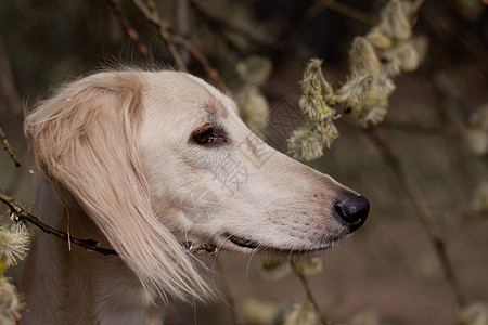 莎露琪和鲜花棕色白色植物群猎犬食肉植物水平黑色动物宠物图片