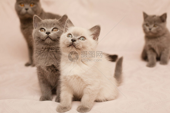 坐小猫头发婴儿食肉姿势动物粉色兴趣白色水平宠物图片