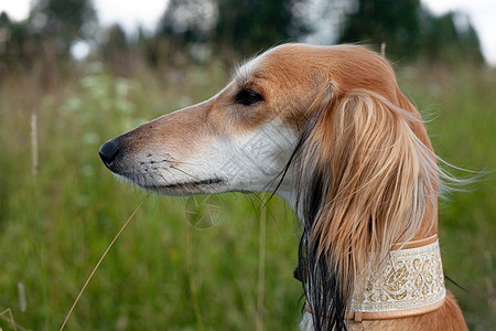 棕色沙露树肖像水平黑色食肉白色猎犬衣领绿色动物宠物图片
