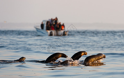 围着海豹游 跳出水面哺乳动物波浪蓝色动物海洋狮子游泳异国热带生活图片